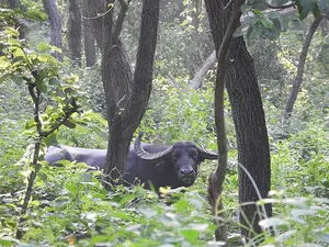 Koshi Tappu Wildlife Reserve 